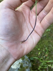 Asplenium adiantum-nigrum