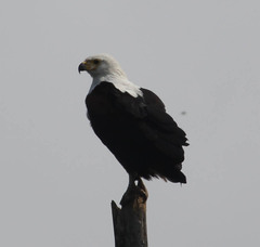Haliaeetus vocifer