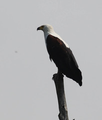 Haliaeetus vocifer