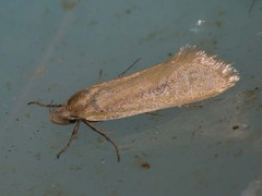 Pseudocryptolechia sareptensis