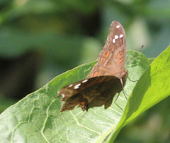 Junonia natalica natalica