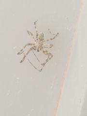 Araneus cavaticus