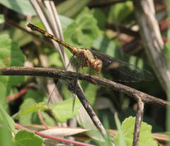 Orthetrum