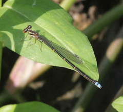 Pseudagrion hageni