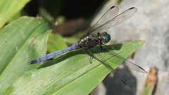 Orthetrum julia