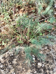 Hyles euphorbiae