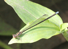 Pseudagrion hageni