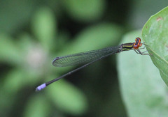 Pseudagrion hageni