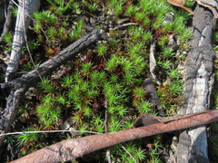 Polytrichum juniperinum