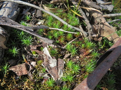 Polytrichum juniperinum