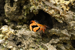 Leptograpsus variegatus