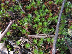 Polytrichum juniperinum