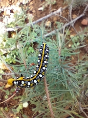 Hyles euphorbiae