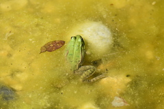 Pelophylax lessonae