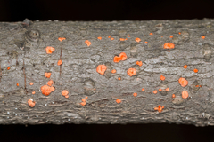 Nectria cinnabarina