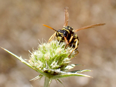 Polistes