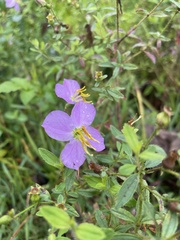 Rhexia petiolata