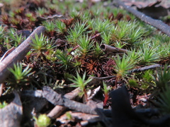 Polytrichum juniperinum