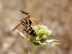 Polistes