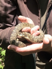 Heterodon platirhinos