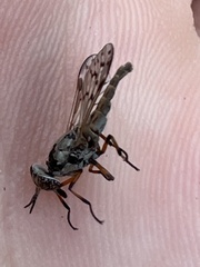 Ozodiceromyia