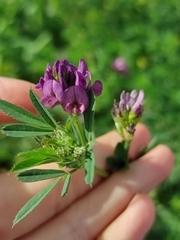 Medicago sativa