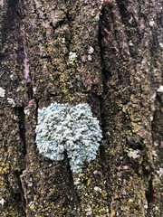 Physcia millegrana