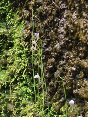 Utricularia graminifolia