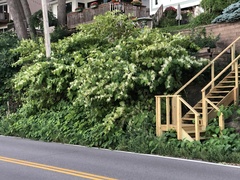 Reynoutria × bohemica