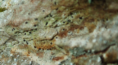 Arthonia arthonioides