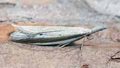 Pleurota bicostella