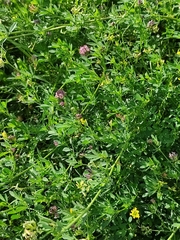 Medicago sativa