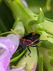Cosmopepla lintneriana