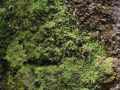 Utricularia graminifolia