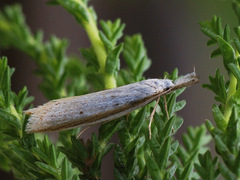 Pleurota bicostella
