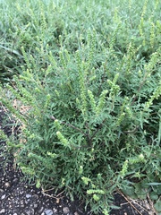 Ambrosia artemisiifolia