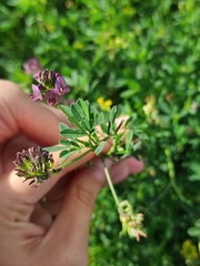 Medicago sativa