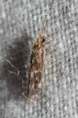 Hydroptilidae