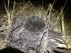 Tachyglossus aculeatus