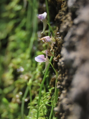 Utricularia graminifolia