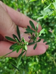 Medicago sativa