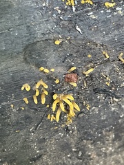 Calocera cornea