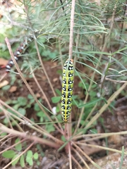 Hyles euphorbiae