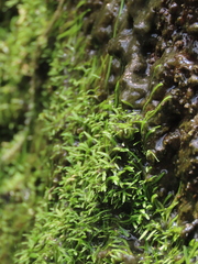 Utricularia graminifolia