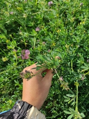 Medicago sativa