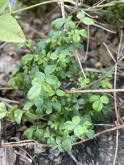 Cardamine flexuosa