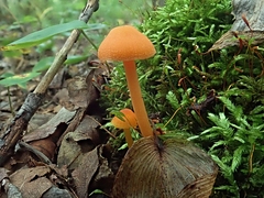 Entoloma quadratum