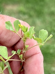 Medicago polymorpha