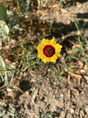 Coreopsis tinctoria
