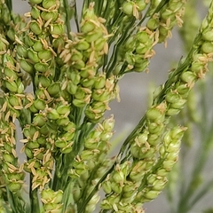 Sorghum bicolor